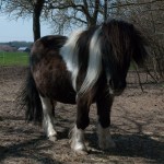pony2